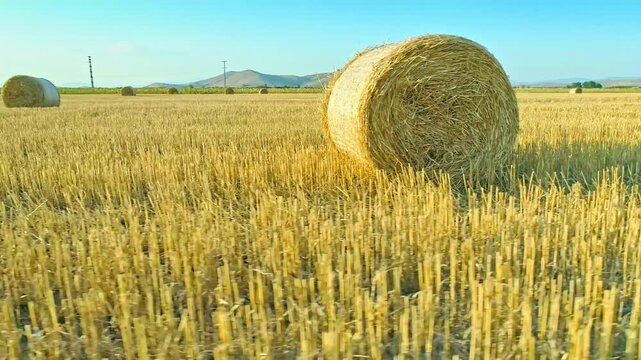 Drone motion view over golden cropped field, rolled bales, horizon
