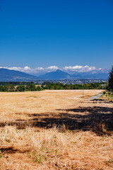 Champ de blé avec vue sur les Alpes en été