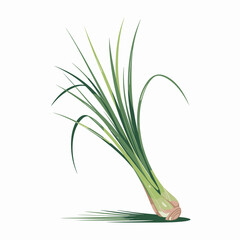 Fresh Lemongrass Vector Illustration