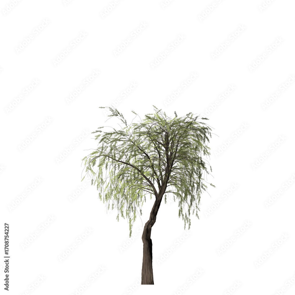 Poster a single tree with green leaves and a brown trunk isolated on a black background in a simple image s