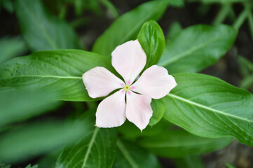 Vinca flower with its green leaves