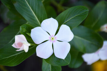White Vinca flower, top view