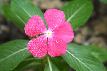 Pink vinca with its green leaves