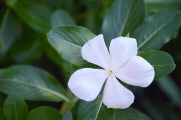 Vinca flower with its green leaves, top view