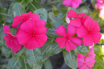 Pink Vinca flowers, top view