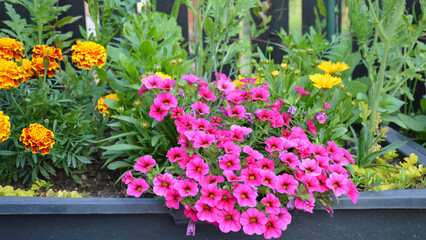 Colorful flowers growing in the pot