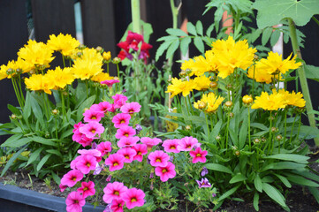 Colorful flowers growing in the pot