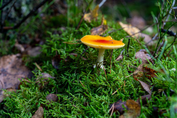 Bright orange mushroom growing in green moss on forest floor in autumn.