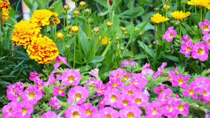 Flowers growing in the garden
