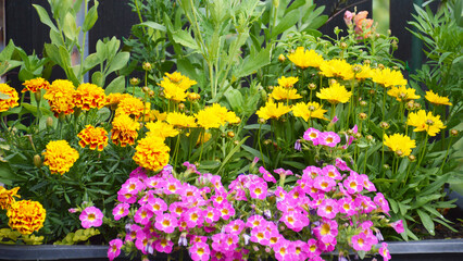 Colorful flowers growing on the balcony