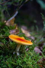 Bright orange mushroom growing in green moss on forest floor in autumn.