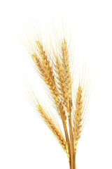 Fototapeta premium Golden ears of wheat on white background