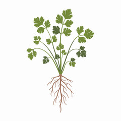 Fresh Coriander Plant with Roots Vector Illustration