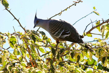 Crested Pigeon (Ocyphaps lophotes) perched on a branch