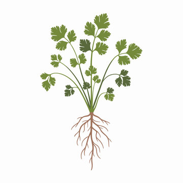 Fresh Coriander Plant with Roots Vector Illustration
