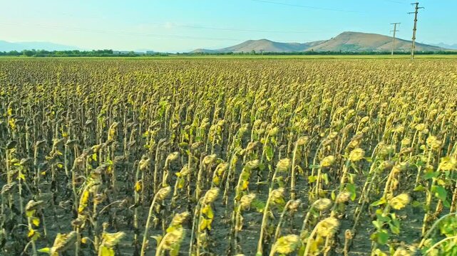 Beautiful rural landscape, sunflowers field, mountains, skyline