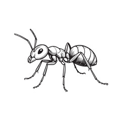 Black and white vector drawing of an ant, outlined with bold black lines, showing segmented body, delicate legs, realistic posture, and detailed insect features.