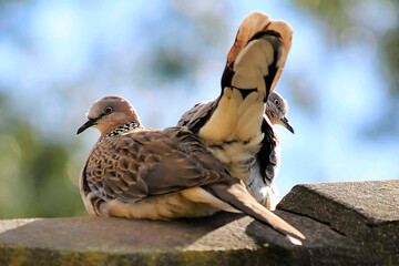 Two Spotted doves ( Streptopilea chinenesis) on a rooftop