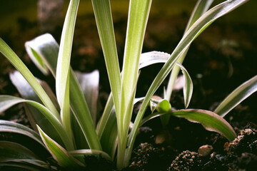 Obraz premium Greenery in a pot close up