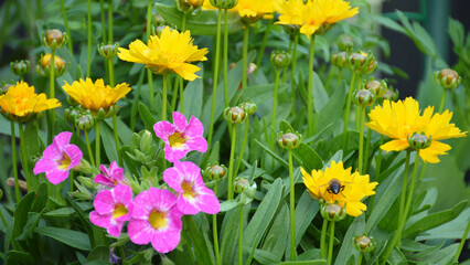 Colorful flowers growing in the garden