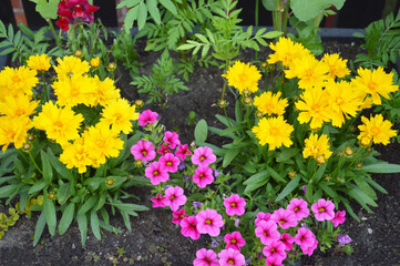 Colorful flowers growing in the garden