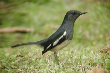 Obraz premium Oriental Magpie-Robin, Copsychus saularis, on ground