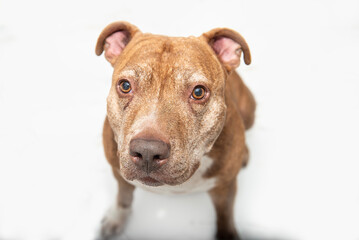 Fototapeta premium dog pit bull terrier sadly looking at camera, begging for food on a white