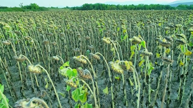 Agricultural scenery, drone motion view over ripe sunflowers plants
