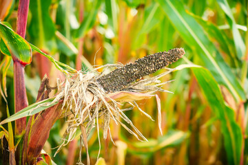 Crop failures due to drought and climate change. Extreme weather, drought and heat Crop failures in...