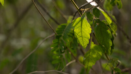 Sunlit Greenery Close Up: Veined Leaves with Serrated Edges and Natural Glow for Fresh, Organic Header and Banner Backgrounds