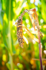 Extreme weather, drought and heat Crop failures in maize and grain. Droughty summer and crop failures, massive crop losses and growth problems through climate change