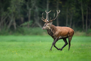 Deer male buck ( Cervus elaphus ) during rut