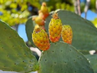 Exotic Opuntia cactus plant with ripe yellow orange prickly pears cactus fruits close-up