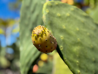 Exotic Opuntia cactus plant with ripe yellow orange prickly pears cactus fruits close-up