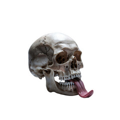 Obraz premium Detailed human skull with pink tongue extended outward isolated on transparent background