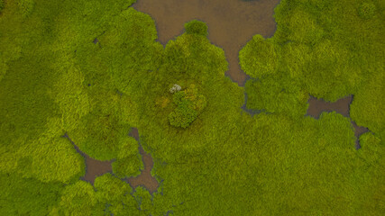 Overhead view of Icelandic marshland with bright green plants surrounding a brown pond with an island in the center © Fineshot