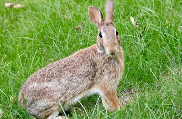 rabbit is enjoying on the lush green 
