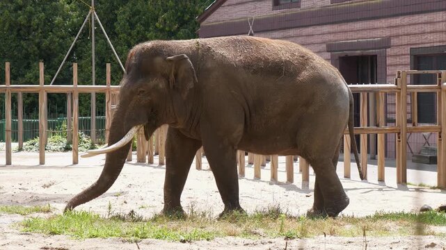 Large elephant walks in zoo enclosure. Slow Motion video