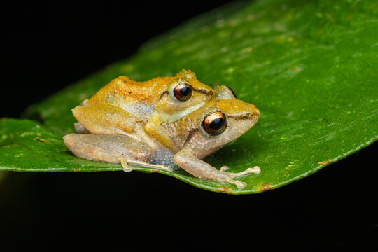 Frogs in amplexus on leaf