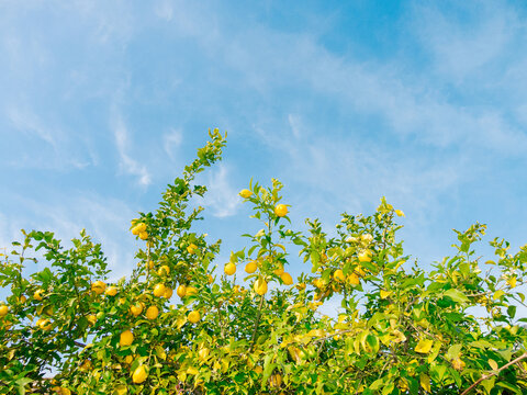 Lemon tree branches reaching for the blue sky
