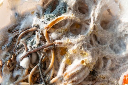 Green mold of Organic Matter Spaghetti, Natural mold background
