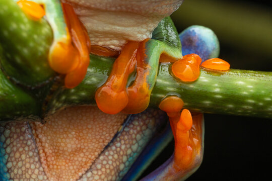 Red-eyed frog fingers close-up