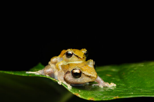 Amplexus of common tink frog