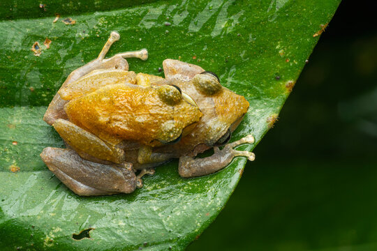 Amplexus of campanilla frog