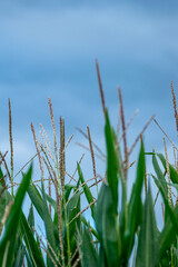 A close up of corn tassels against a cloudy blue sky, Agricultural Crop