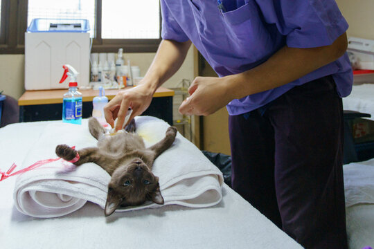 Veterinarian perform cat spaying surgery