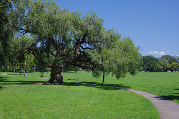 Majestic Green Tree in a Park Under a Clear Blue Sky. Crescent Lake Park St. Petersburg, FL. 
A...
