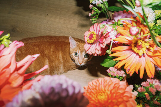 Curious orange cat exploring colorful flowers in a cozy setting