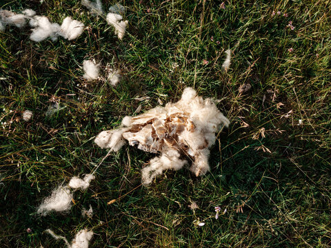 Animal Fur and Bones Scattered on a Grassy Meadow