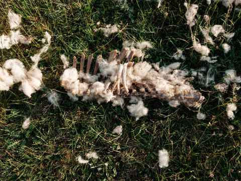 Animal Remains in Grass Showing Wilderness and Circle of Life